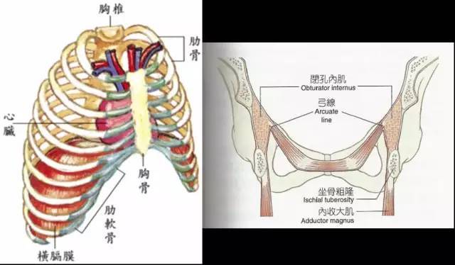 前深鏈理論指導下的處理思路鬆解斜角肌和髂腰肌.激活膈肌和腹肌.