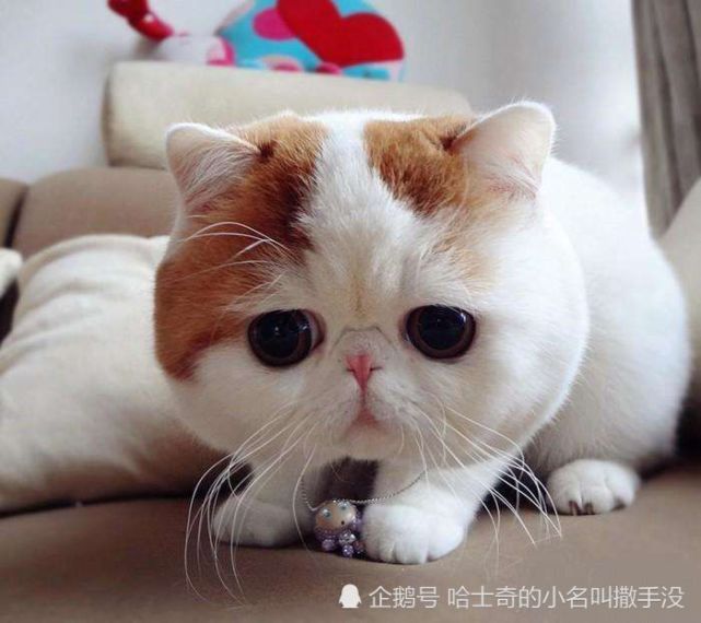 论眉毛对猫咪的重要性 养猫的来学一下 收货一只眉清目秀的猫