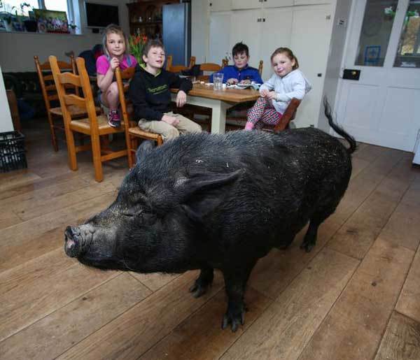 登时与男人探讨是不是可以养一只宠物猪,男人断断否决,于是millie控制