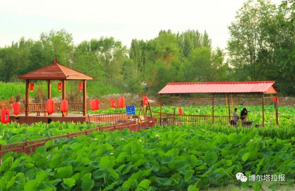 吃荷花宴 看稻田 抓螃蟹小荷农家乐贝林哈日莫墩乡夏热勒津村花开时节