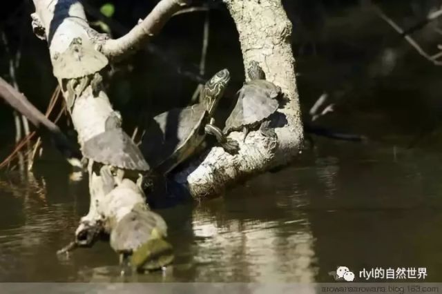 地图龟家族的秘密