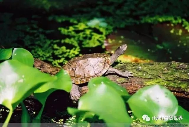 地图龟家族的秘密