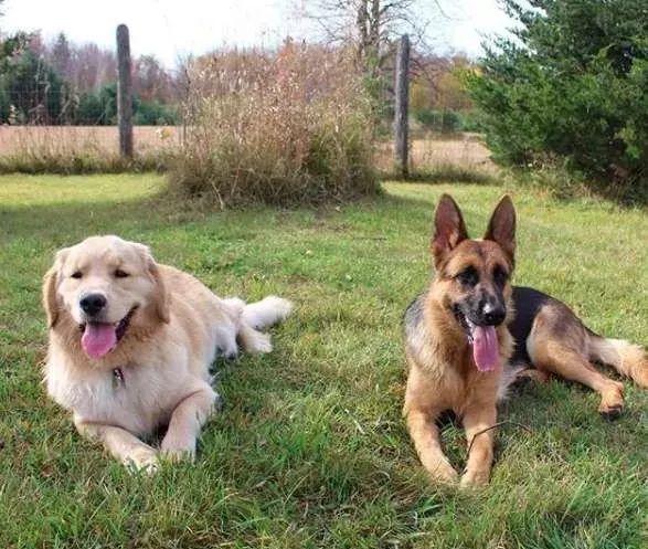 内向胆小的金毛,遇到了一只很宠它的大德牧后