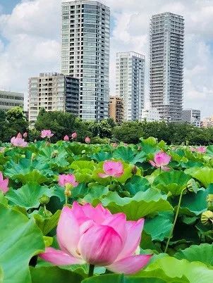 上野公园不忍池的莲花盛开 这么美的荷花免费欣赏 腾讯网