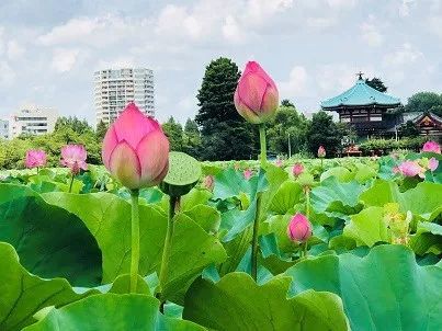 上野公园不忍池的莲花盛开 这么美的荷花免费欣赏 腾讯网