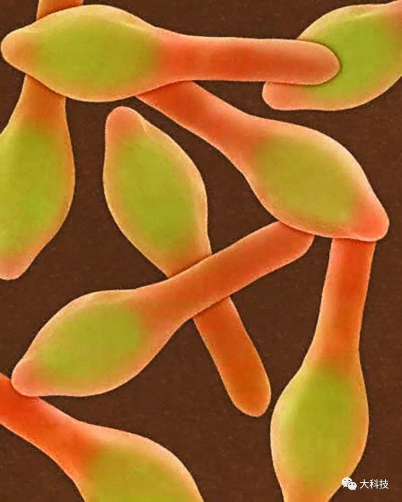 肉毒梭菌芽孢图片图片