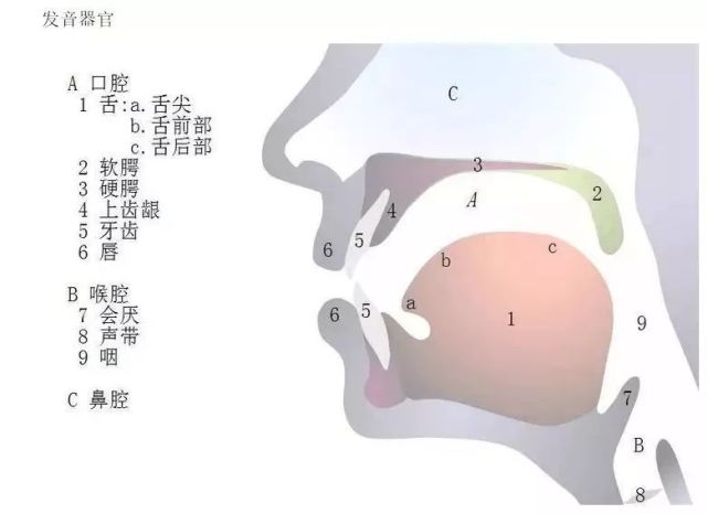 天津儿童语言康复训练口肌训练中口腔发音器官训练方法