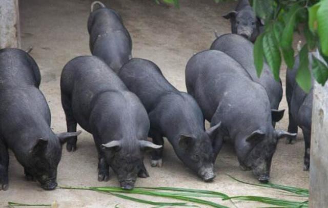 打工青年回乡创业,果林山里养山猪,年收益上千