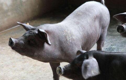 打工青年回乡创业,果林山里养山猪,年收益上千