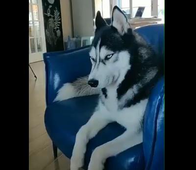 二哈总喜欢用这个眼神看着主人,网友:糟了,是心动的感觉