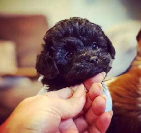 腾讯内容开放平台