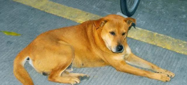 屠宰场大黄狗流泪惨叫路过老汉顺手救下五年后老汉痛哭不已