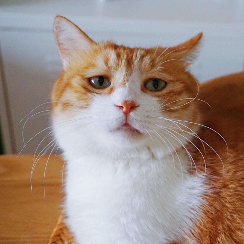 铲屎官宠爱新猫 老猫吃醋演戏争宠被拆穿 网友 甄嬛传啊 腾讯新闻