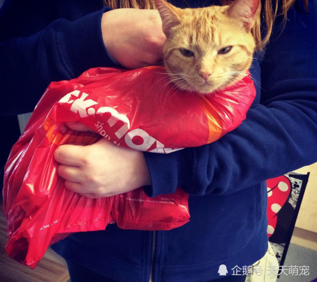 嘿 人类 把我的牙齿还给我 来自动物的控诉 贪婪是原罪
