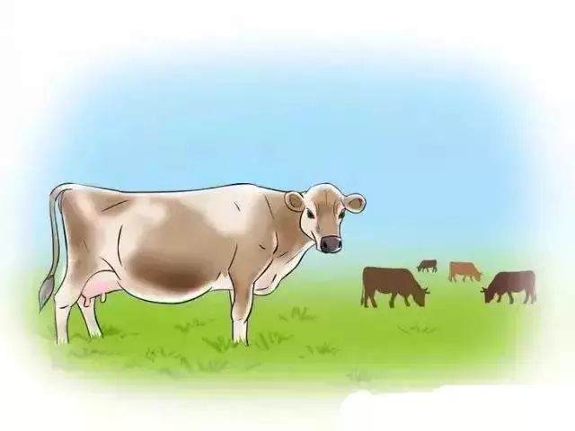 5母牛会离开牛群.