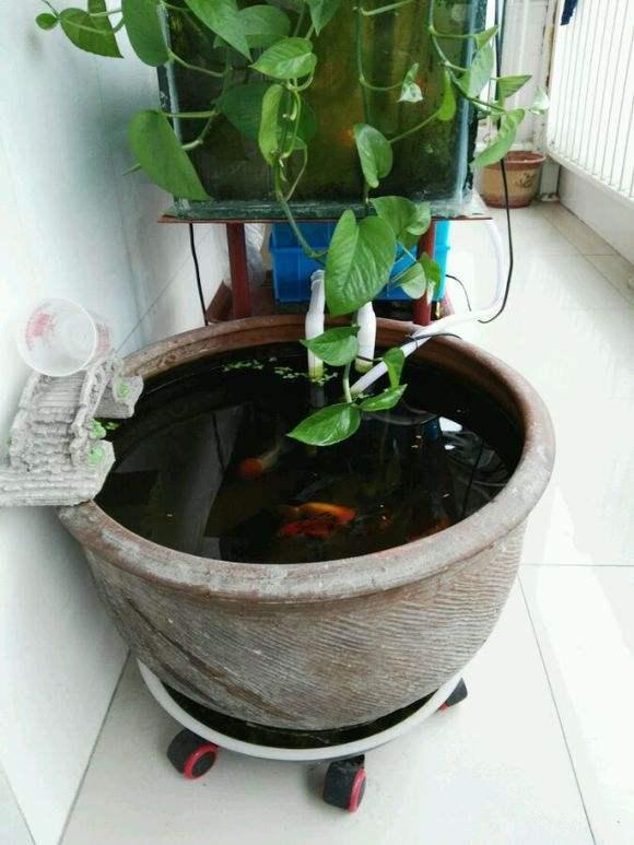 我是养鱼老道,更多观赏鱼问题,敬请关注我的文章吧,谢谢!