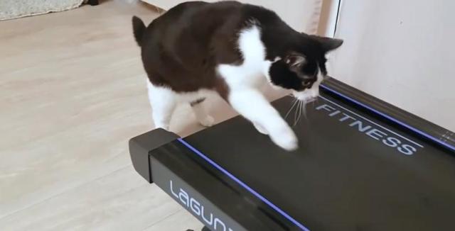 男友买回了一台跑步机,猫咪上去试完之后,结果