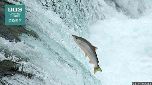 打开腾讯新闻,查看更多图片 >今日短语表达 "swim upstream 向上游"