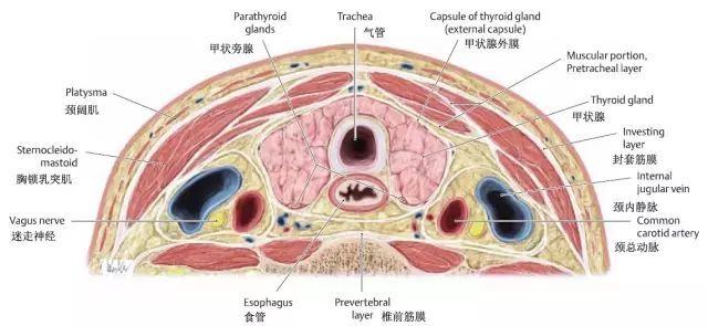 甲状腺的临床解剖——形态和位置