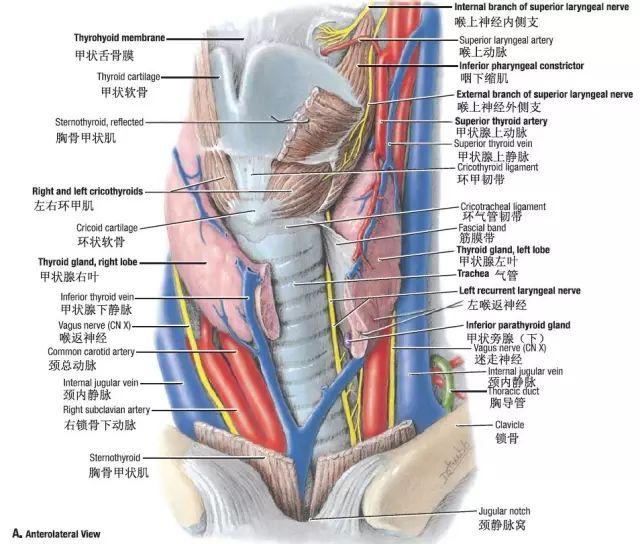 甲状腺的临床解剖 形态和位置