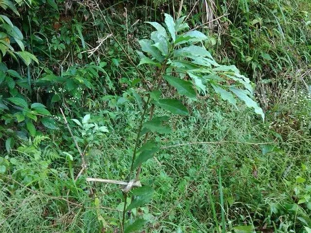 白花牛奶根稔子的根含酚類,鞣質等,有治慢性