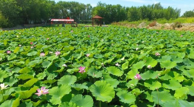 度假村采摘园戏水区夏热勒津村湿地公园火热建设中