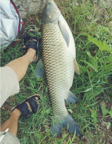 夏天钓草鱼,该钓底还是钓浮?这可是高手钓草鱼