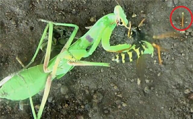 大刀螳螂与大黄蜂决一死战 网友:刺客打不过带刀侍卫!