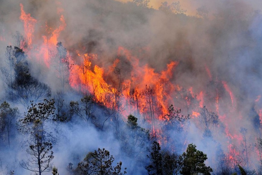 如果氧气爆增,地球会怎么样?科学家:巨型蜻蜓出现,重现史前场景