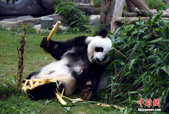 å±…æ¸¯å¤§ç†ŠçŒ«ç›ˆç›ˆéœ€äººå·¥å—å­•é¦™æ¸¯æµ·æ´‹å…¬å›­ç†ŠçŒ«é¦†é‡å¼€ é¦™æ¸¯æµ·æ´‹å…¬å›­ å¤§ç†ŠçŒ« ç†ŠçŒ«é¦† ä¹ä¹