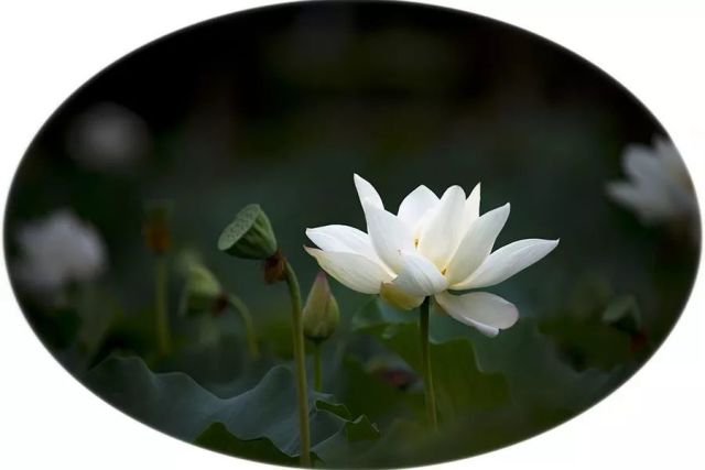 行走的成语制造机