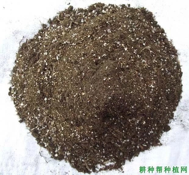 技术 四季豆科学施肥措施