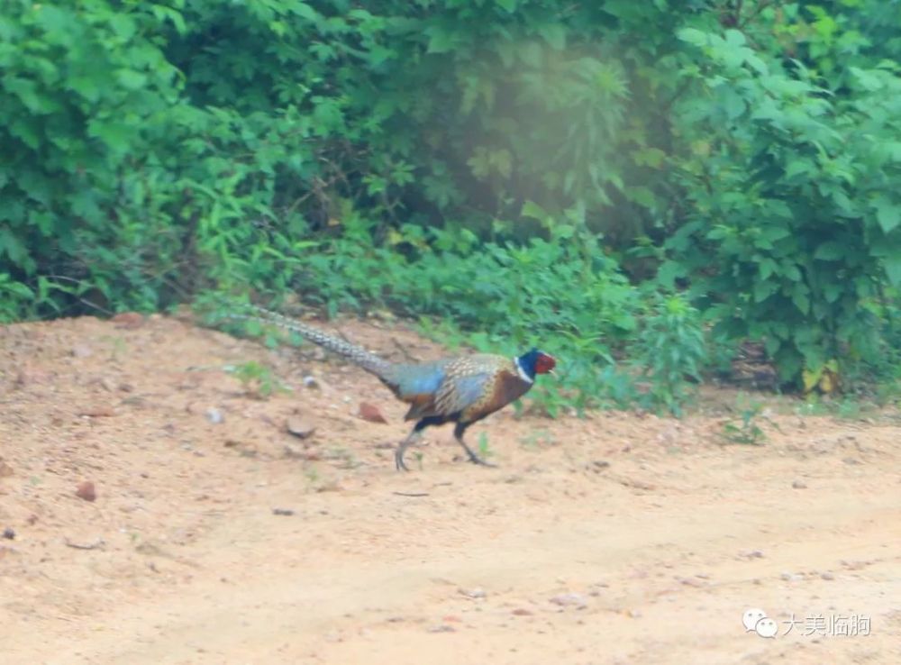 至于野鸡,在临朐就太普通了,到处都是,甚至在城里也有.