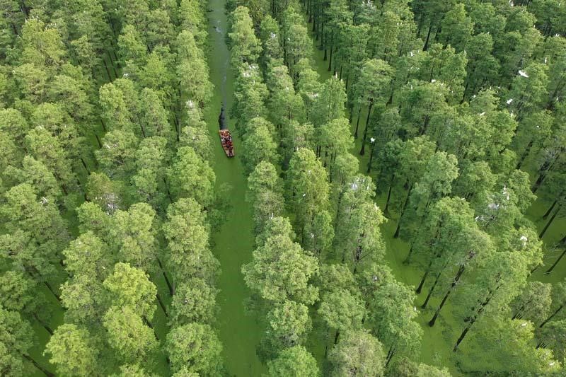 国内最美的网红水上森林,最火时景区闭门谢客