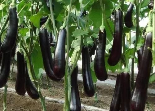 茄子追肥效果不好 茄子追肥方法 腾讯新闻