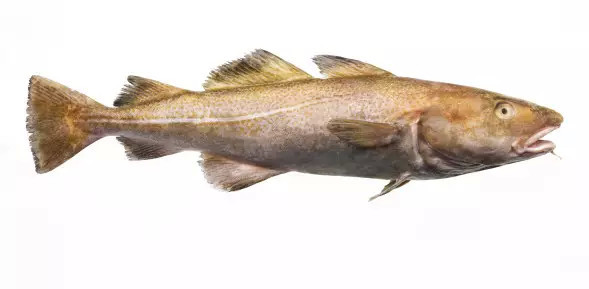 假鳕鱼犬牙鱼是鳕鱼