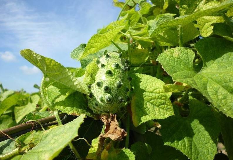 它可能是世上最难吃的水果,据说有臭袜子味,50元一个成高档货