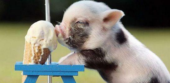 罗志祥曾送妈妈宠物猪,结果飙到300斤,大怒:迷