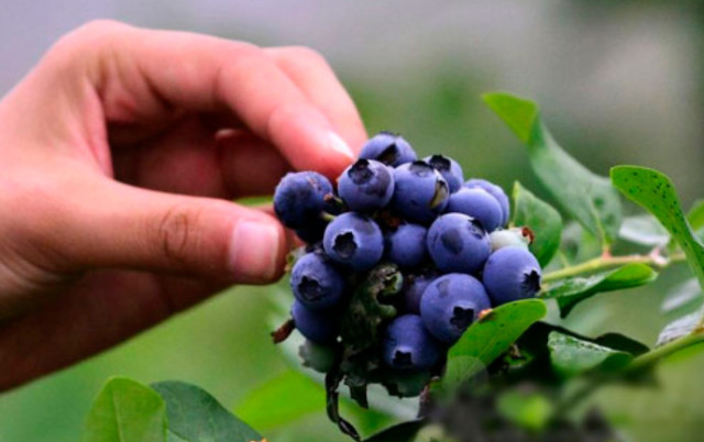 揭秘:在夏天蓝莓大量上市的时候,为啥很多人都
