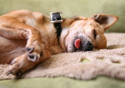 狗狗睡觉发抖是因为做梦?很多人不知道的真相
