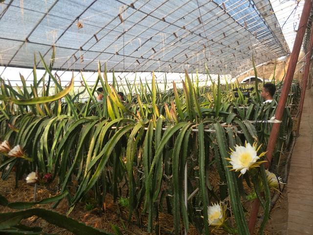 火龙果做盆景,身价翻几倍,最高一盆可卖500元