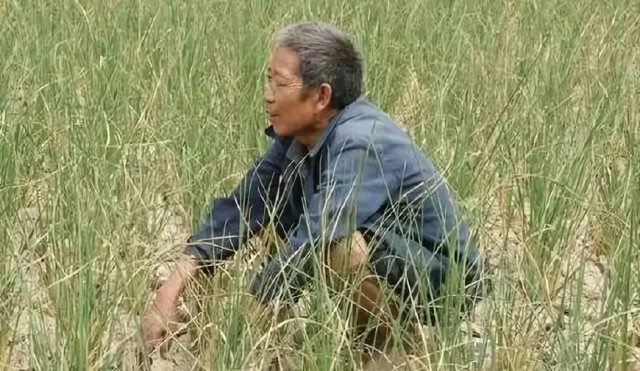 农村苦啊:粮食价格低,社会地位低,再这样下去,真