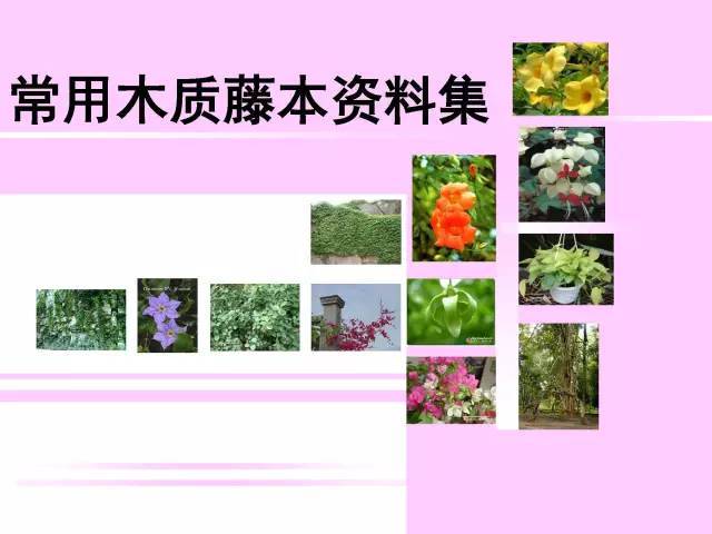 常用木質藤本植物資料集,看你認識幾種