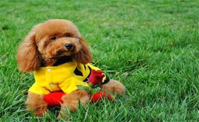 最聪明的5种狗狗,德牧排第二,泰迪第三,第四名很多人不服气