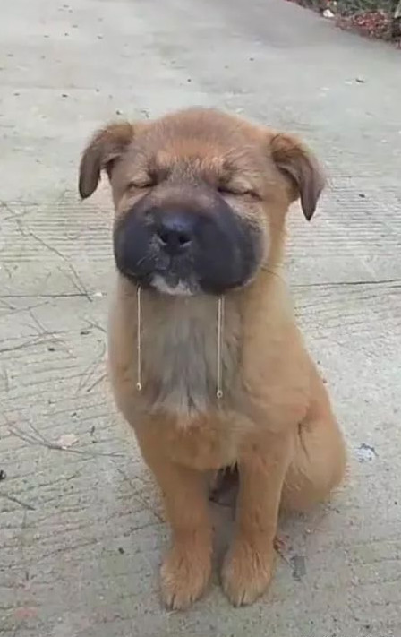 买烤鸭回家却惨遭流浪狗碰瓷,看狗狗垂涎三尺的表情让人捧腹