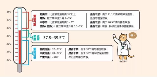 体温多少度才代表猫真·发烧了?