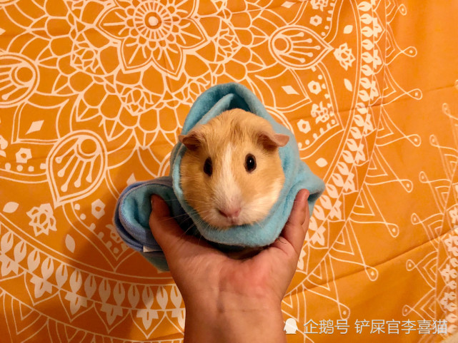 体型小小但是萌点多多,天竺鼠是相当出色的治愈系宠物|豚鼠|仓鼠