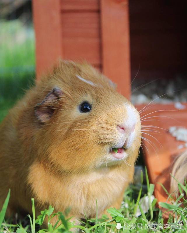 体型小小但是萌点多多,天竺鼠是相当出色的治愈系宠物|豚鼠|仓鼠
