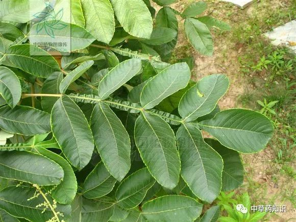 中药材:盐肤木根_腾讯新闻