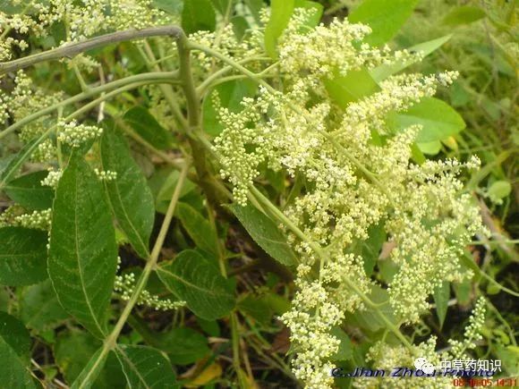 中药材:盐肤木根_腾讯新闻